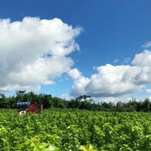 原料からこだわった 至福の天然由来　 生繭　基礎化粧品