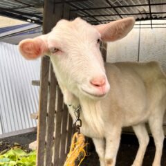 ヤギは雨が苦手