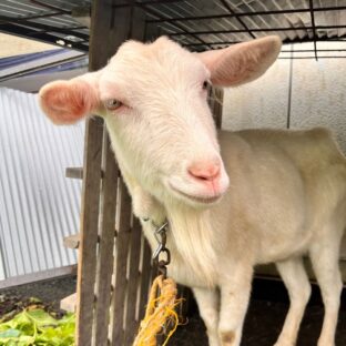 ヤギは雨が苦手