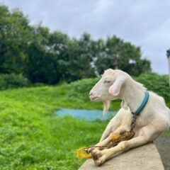 鹿児島は梅雨入りしました。