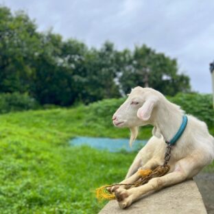 鹿児島は梅雨入りしました。