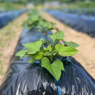 芋の苗植え